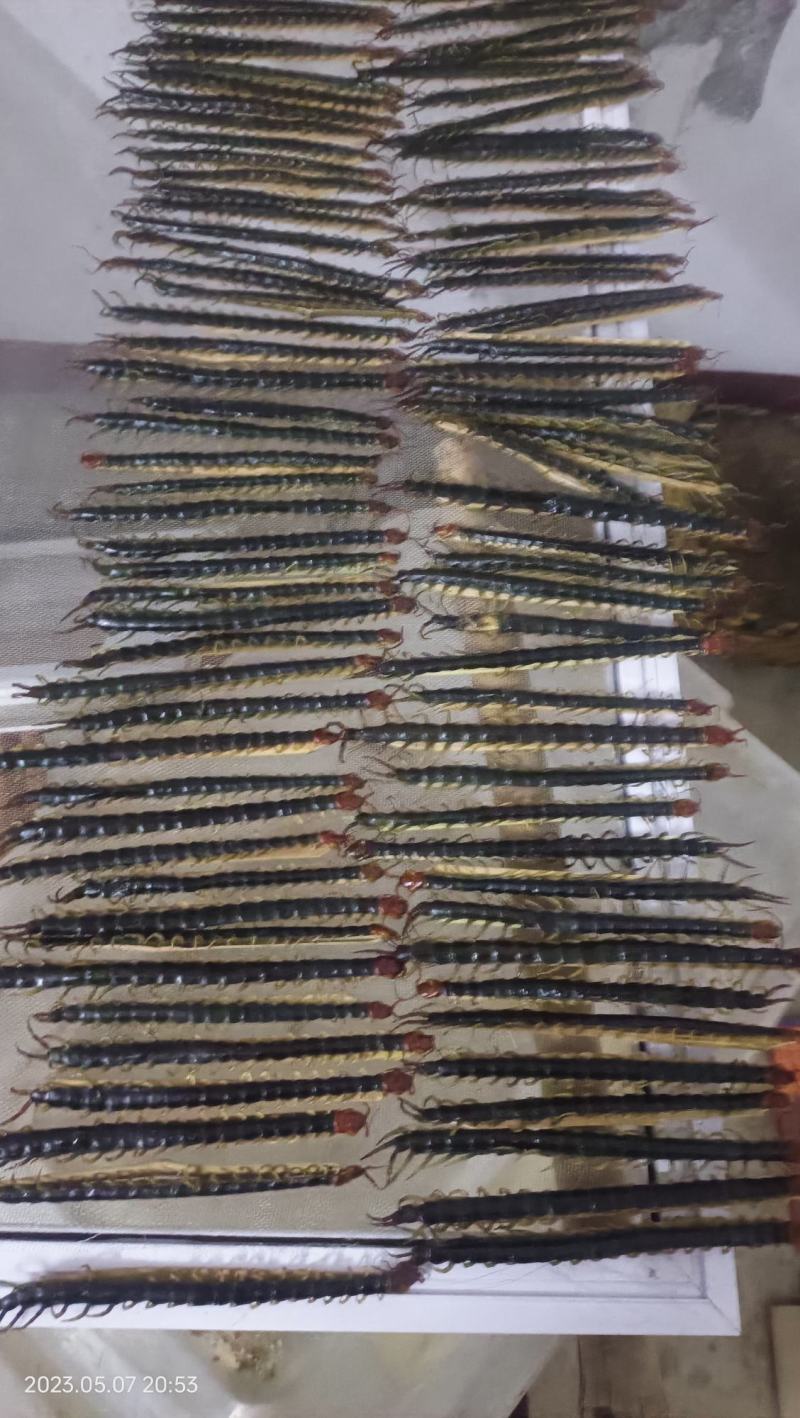 精品红头蜈蚣大量供应可视频看货欢迎来电咨询