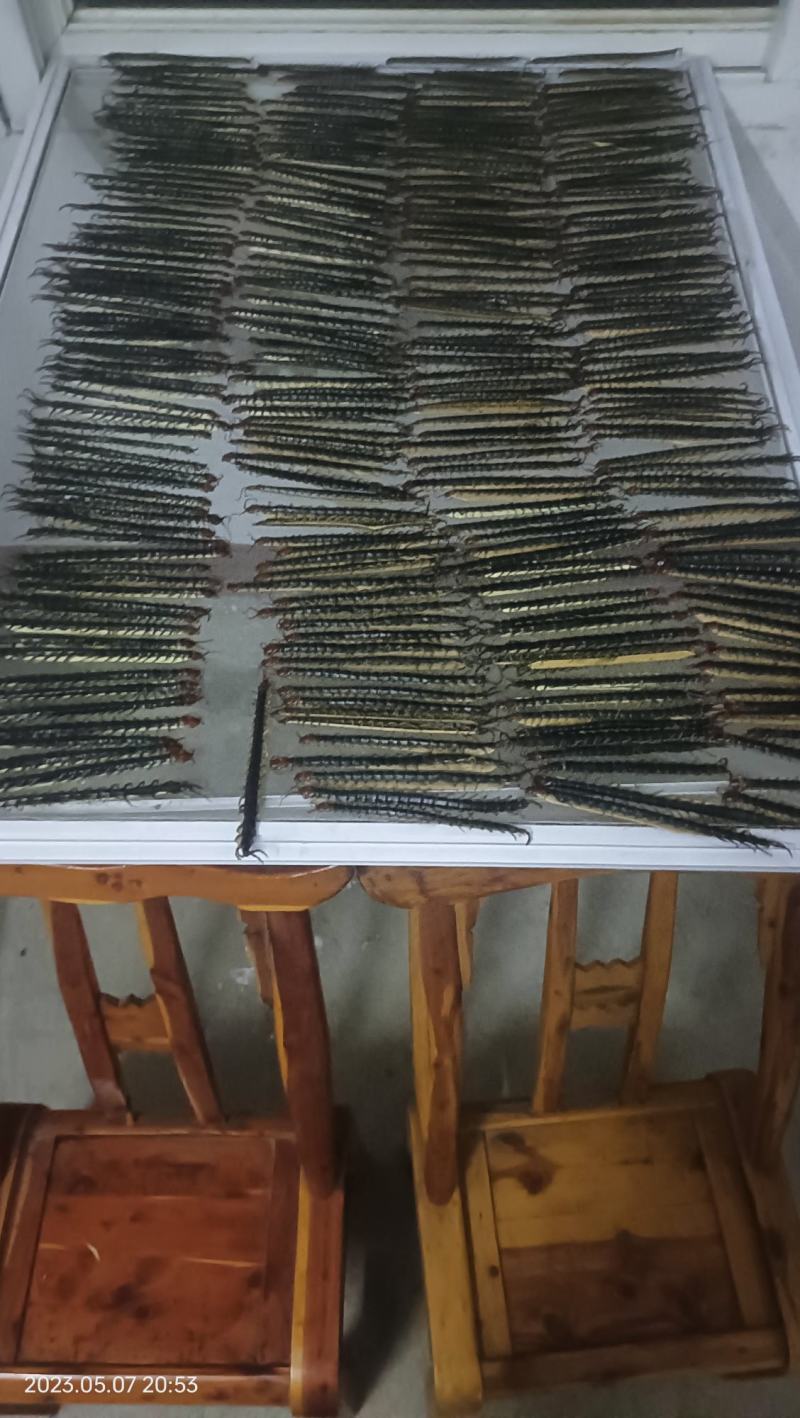 精品红头蜈蚣大量供应可视频看货欢迎来电咨询