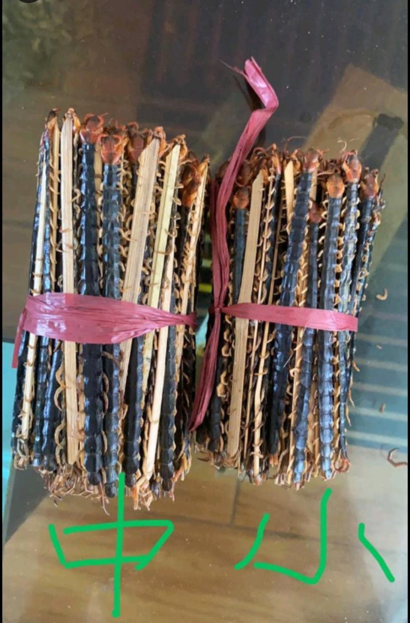 精品红头蜈蚣大量供应可视频看货欢迎来电咨询
