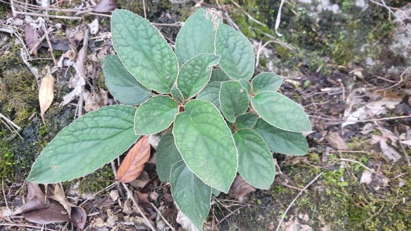 贵州石上莲野生软肝草鲜货干货