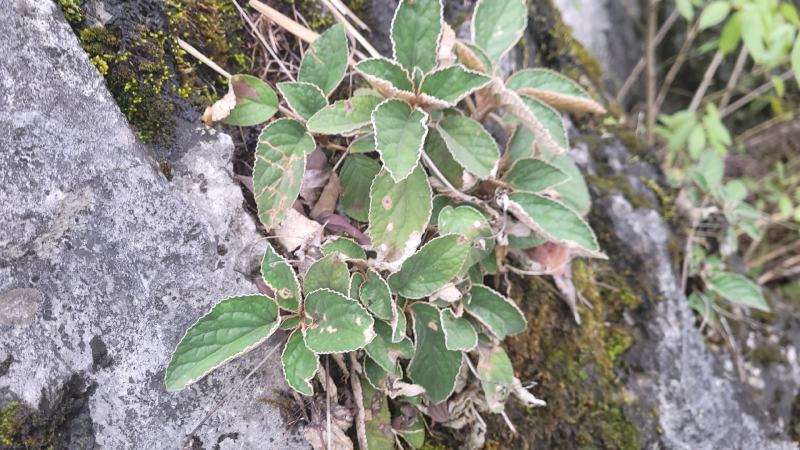 贵州石上莲野生软肝草鲜货干货