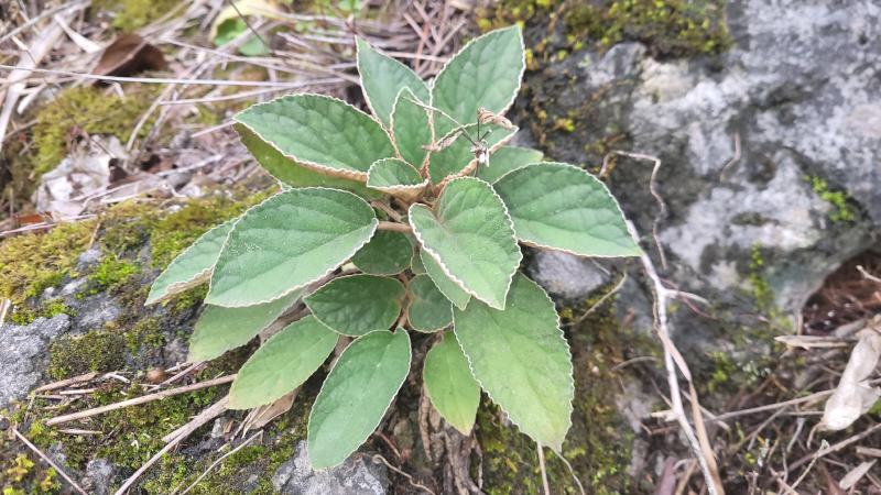 贵州石上莲野生软肝草鲜货干货