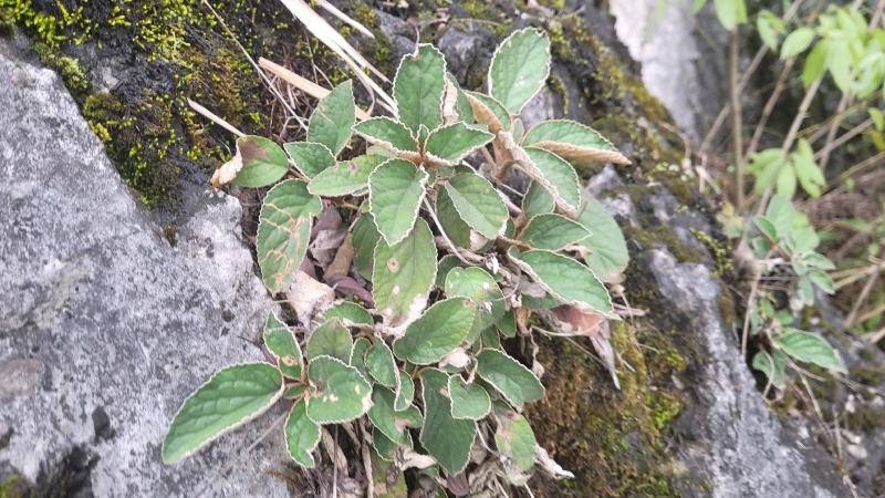 贵州石上莲野生软肝草鲜货干货