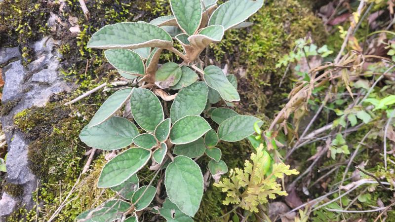 贵州石上莲野生软肝草鲜货干货