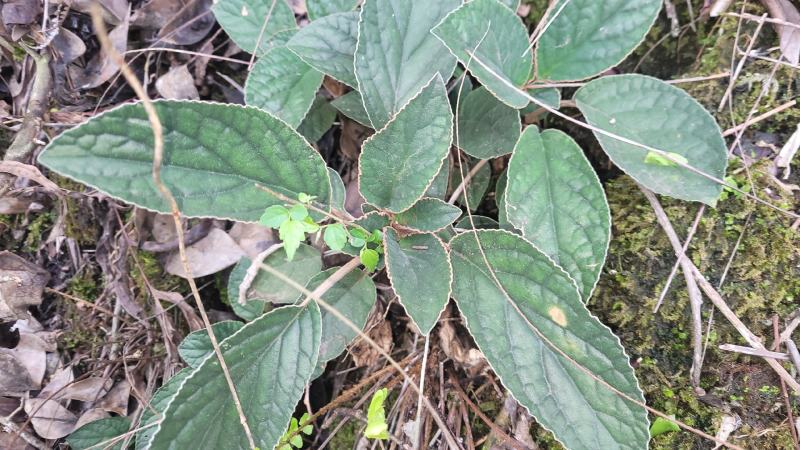 贵州石上莲野生软肝草鲜货干货