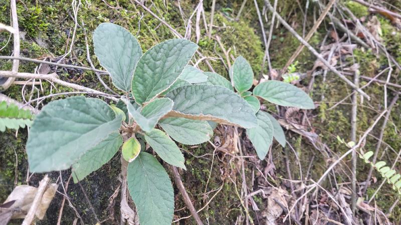 贵州石上莲野生软肝草鲜货干货