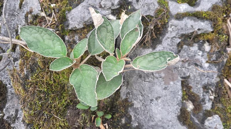 贵州石上莲野生软肝草鲜货干货