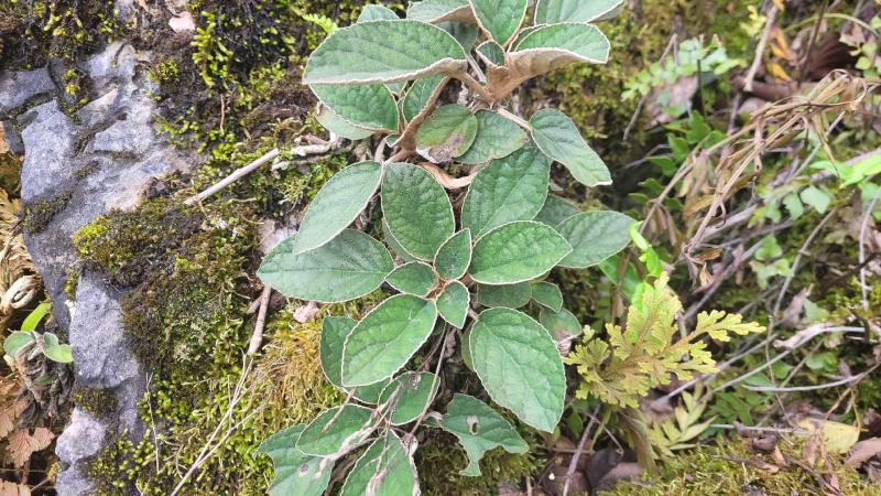 贵州石上莲野生软肝草鲜货干货