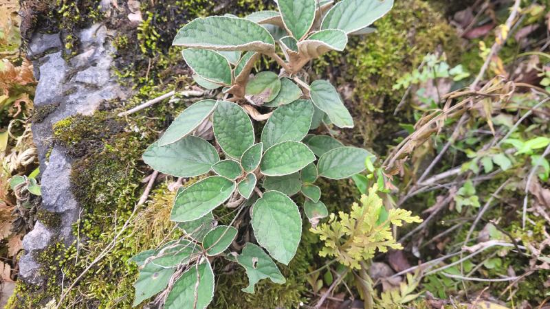 贵州石上莲野生软肝草鲜货干货