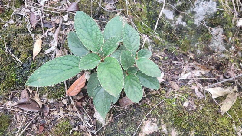 贵州石上莲野生软肝草鲜货干货