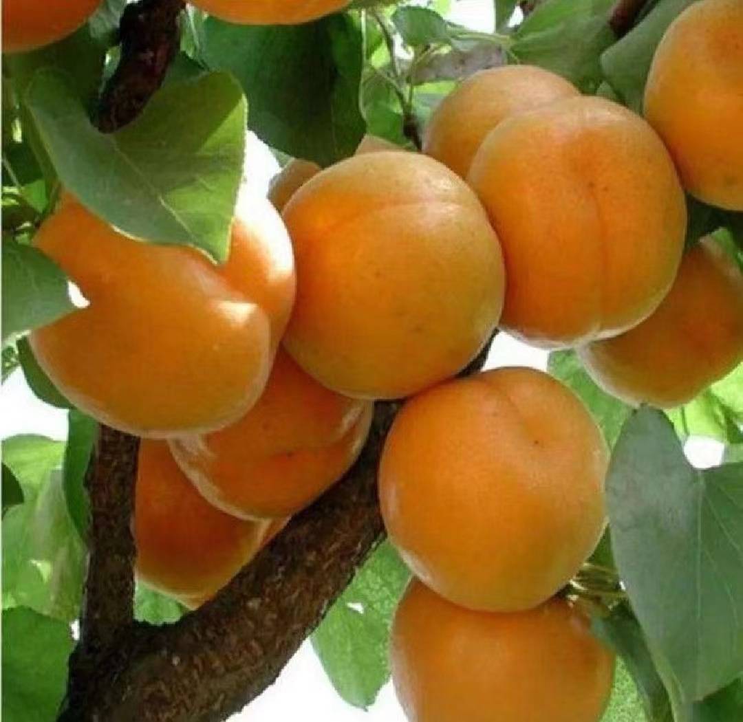 图片说明:一颗成熟的凯特杏果实,果皮橙黄,果肉饱满,展示其优质外观 凯特杏果实特写