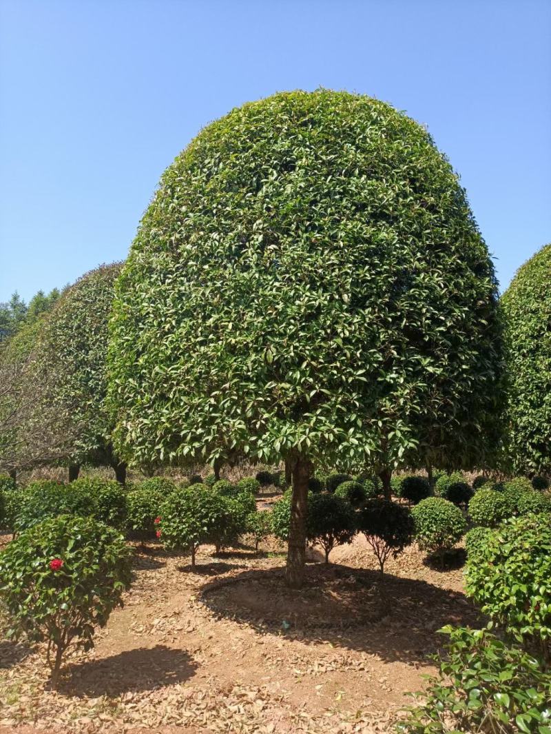 精品修剪冠米径15一35公分，四季桂，八月桂，