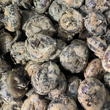 毛马蹄荸荠带泥土马蹄