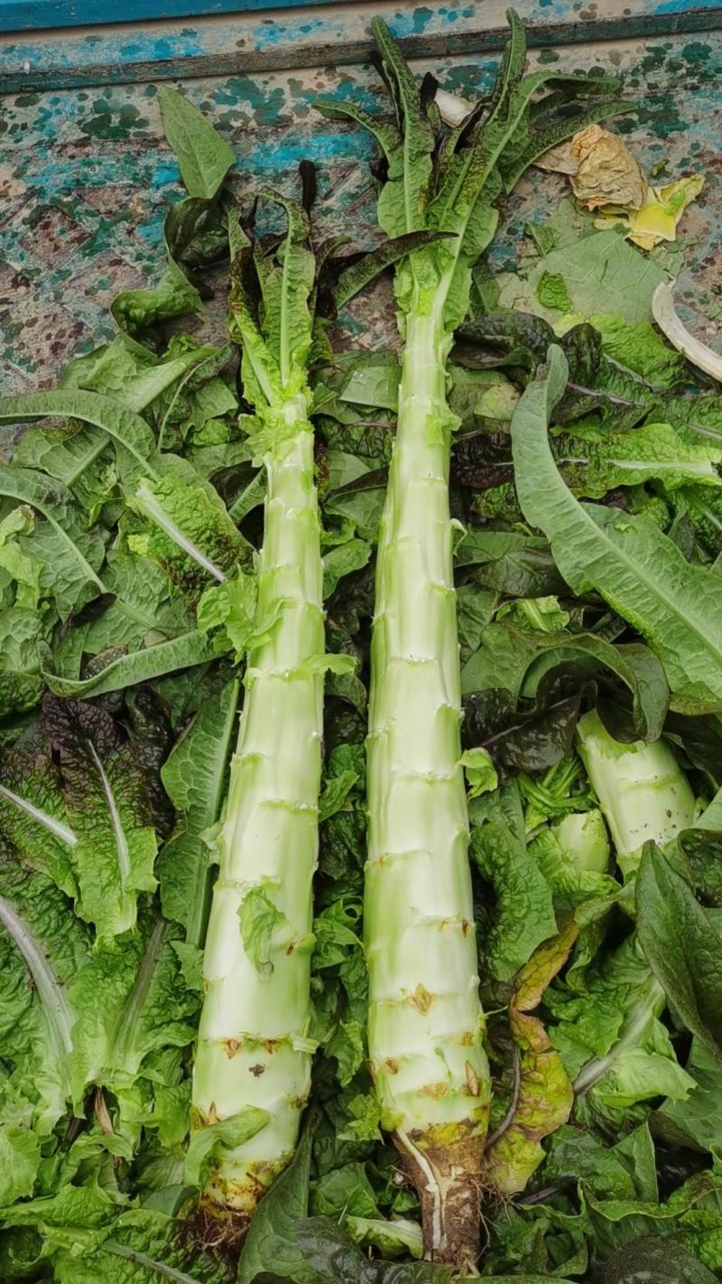 兰州精品莴笋大量上市有需要的联系我
