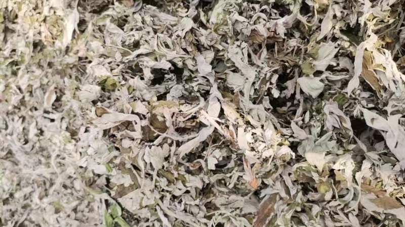 艾叶大别山野生大少艾叶