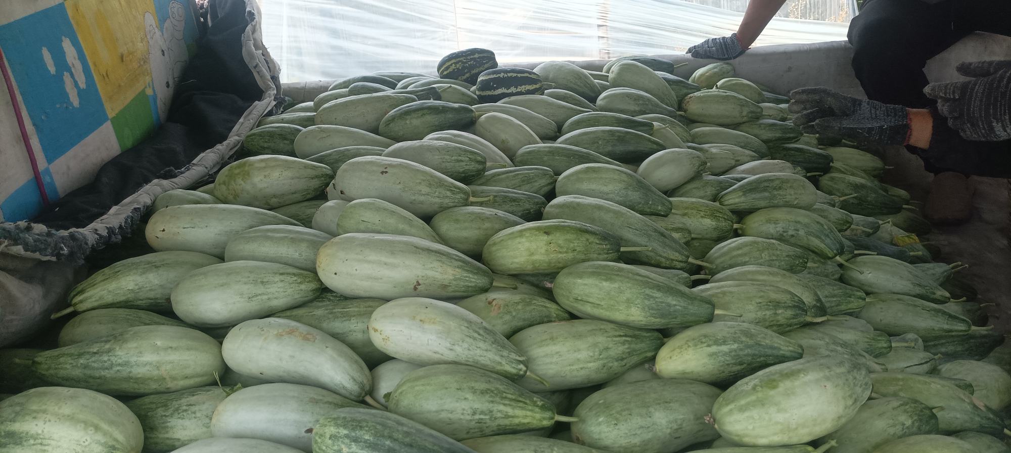 网纹瓜整车运输场景