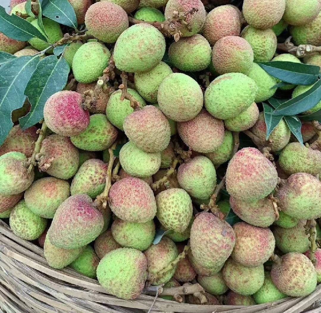 桂花香荔枝与三月红荔枝对比图