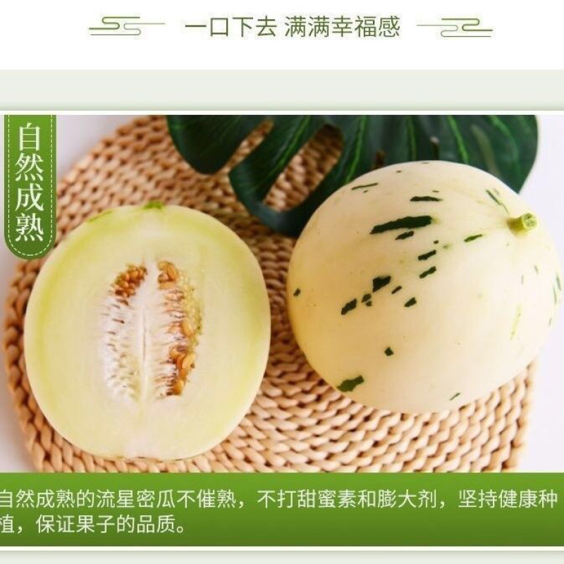 蜜露流星甜瓜精品蜜露甜瓜，欢迎全国各地的老板前来选购
