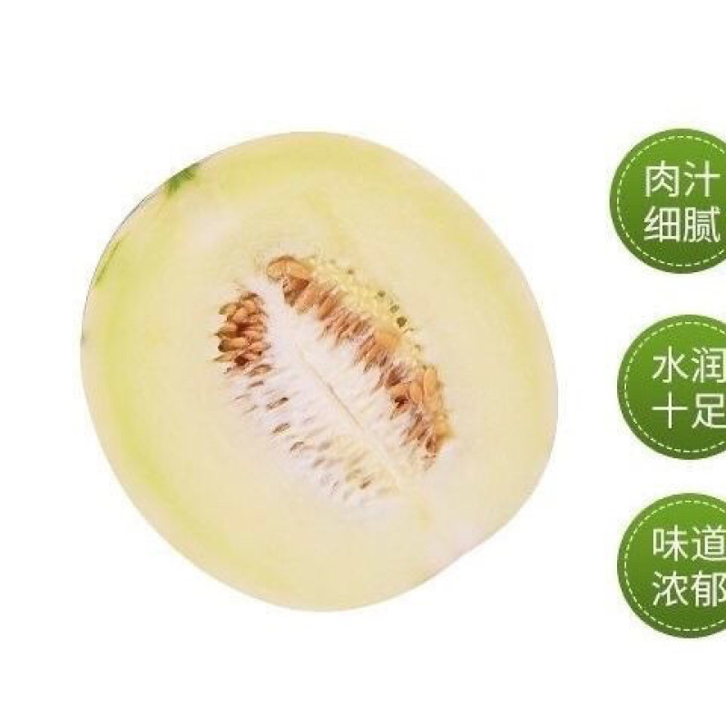 蜜露流星甜瓜精品蜜露甜瓜，欢迎全国各地的老板前来选购