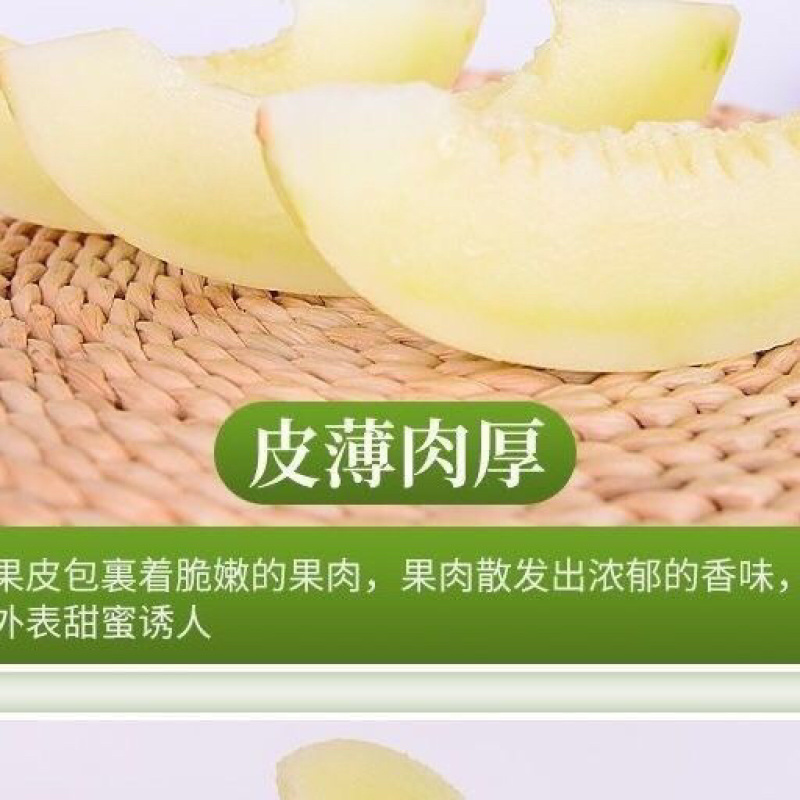 蜜露流星甜瓜精品蜜露甜瓜，欢迎全国各地的老板前来选购