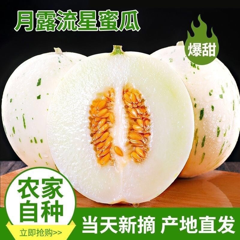 蜜露流星甜瓜精品蜜露甜瓜，欢迎全国各地的老板前来选购