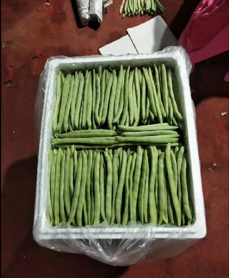 四季豆豆角无筋豆湖北四季豆产地直供保质保量