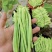 四季豆豆角无筋豆湖北四季豆产地直供保质保量