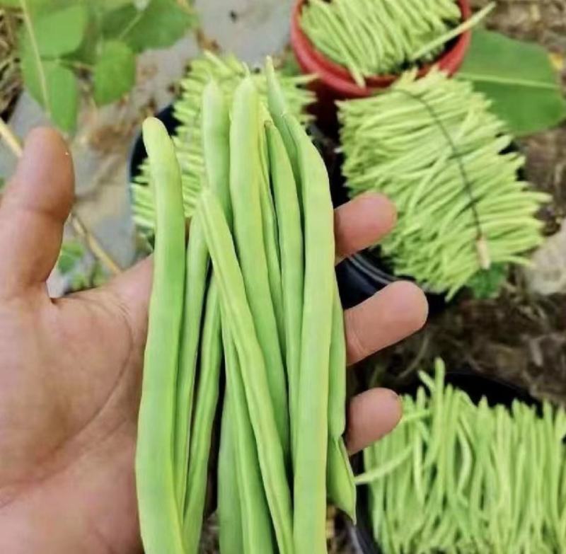 四季豆豆角无筋豆湖北四季豆产地直供保质保量