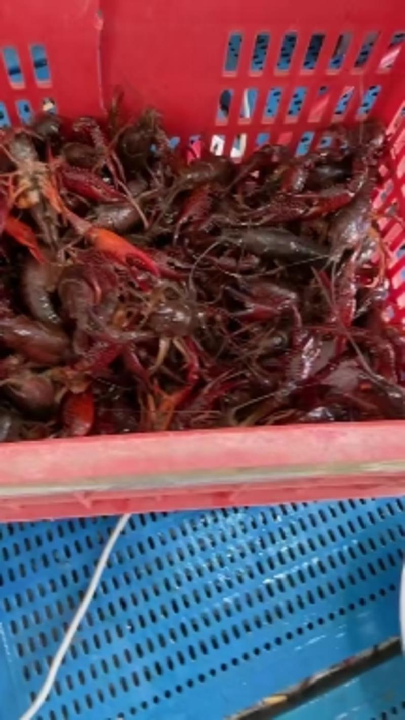 江苏兴化小龙虾，肉质好有弹性，发货死亡率低