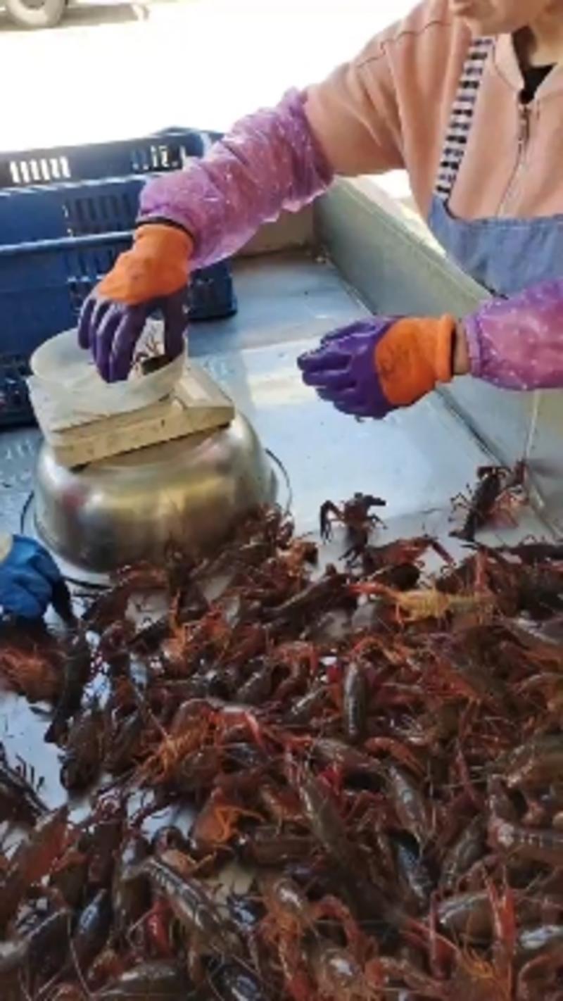 江苏兴化小龙虾，肉质好有弹性，发货死亡率低