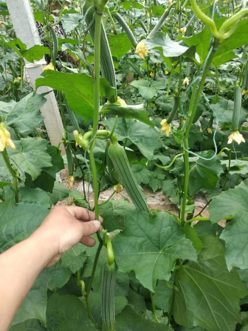通货标准，去除二级货，