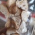 云南野生菌：松耸，黑松露，牛肝菌等