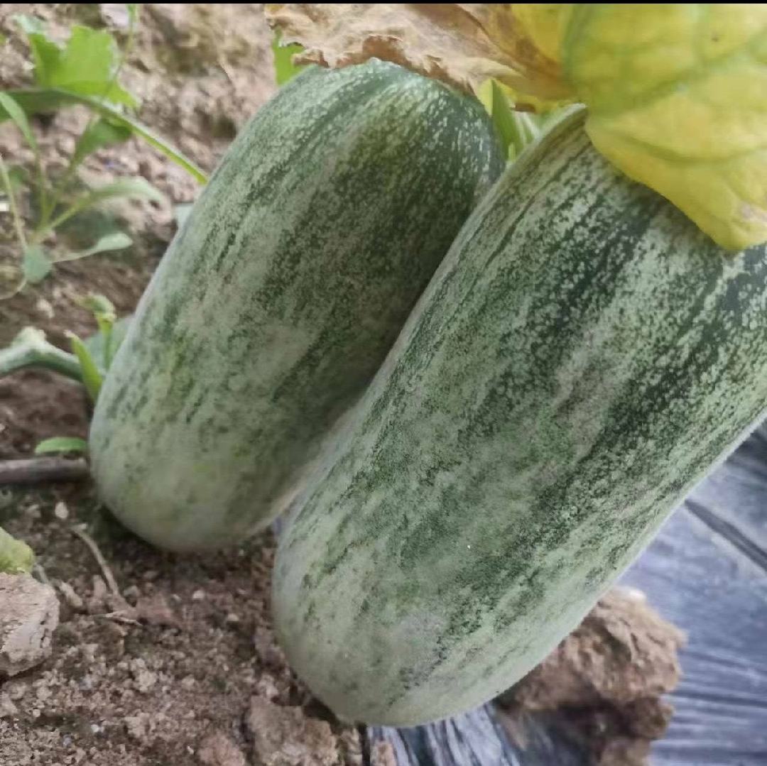 博洋甜瓜的外观特写