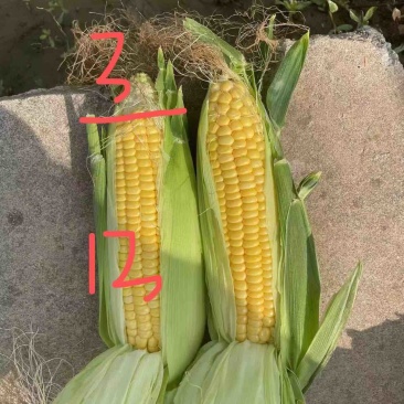 标准的电商玉米质量长度重量，颜色都是标准的太阳花甜玉米
