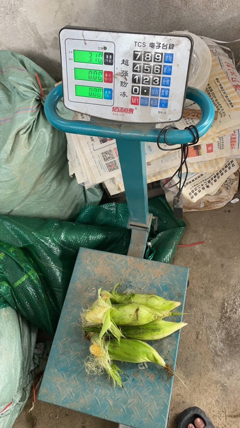 标准的电商玉米质量长度重量，颜色都是标准的太阳花甜玉米