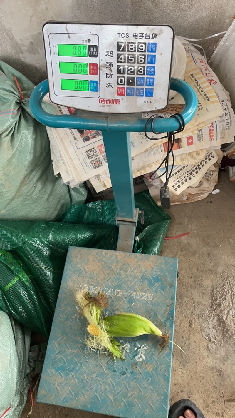 标准的电商玉米质量长度重量，颜色都是标准的太阳花甜玉米