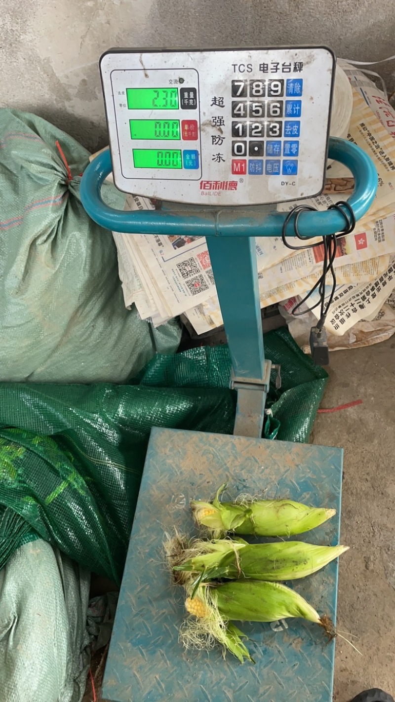 标准的电商玉米质量长度重量，颜色都是标准的太阳花甜玉米