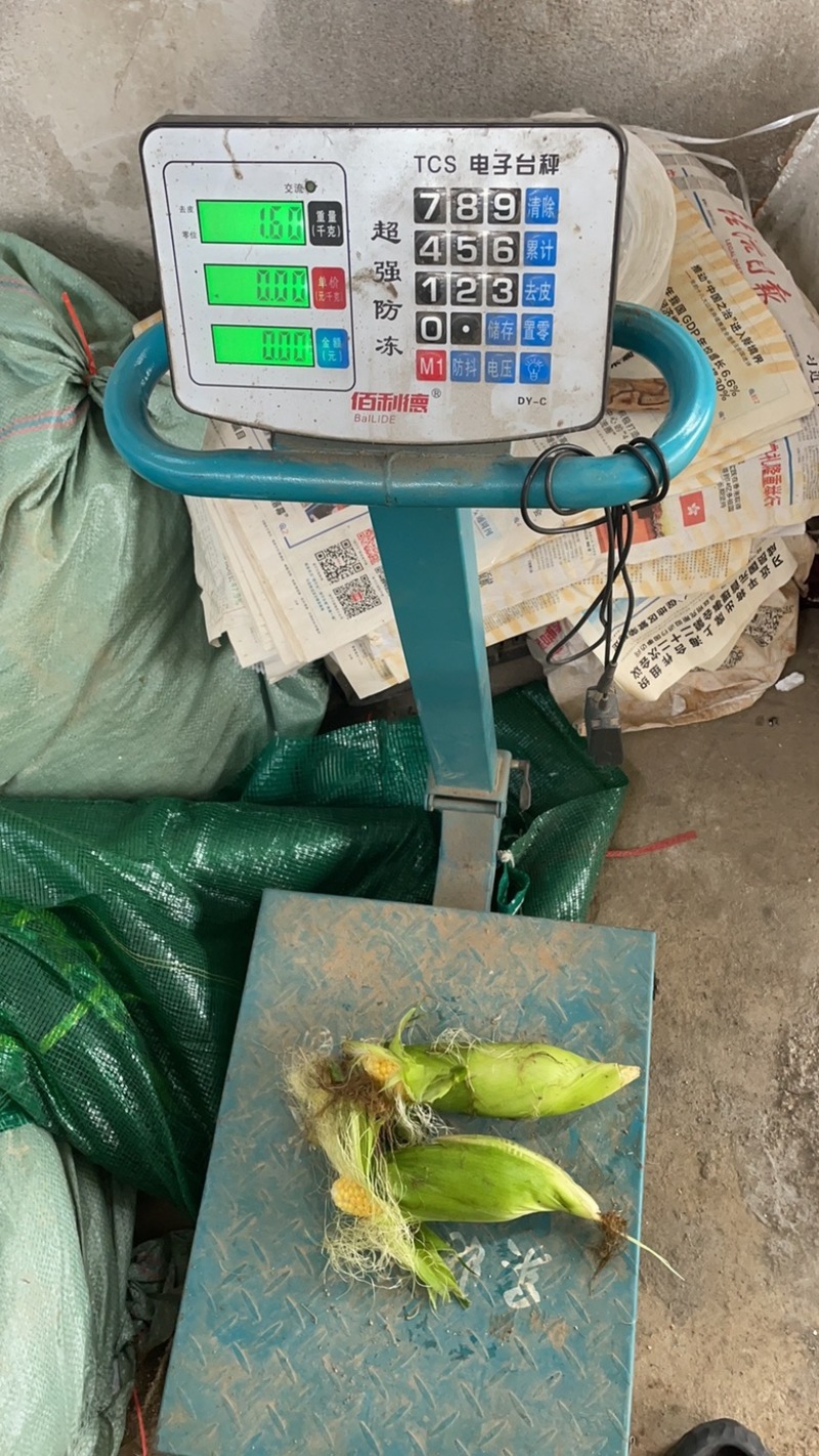 标准的电商玉米质量长度重量，颜色都是标准的太阳花甜玉米