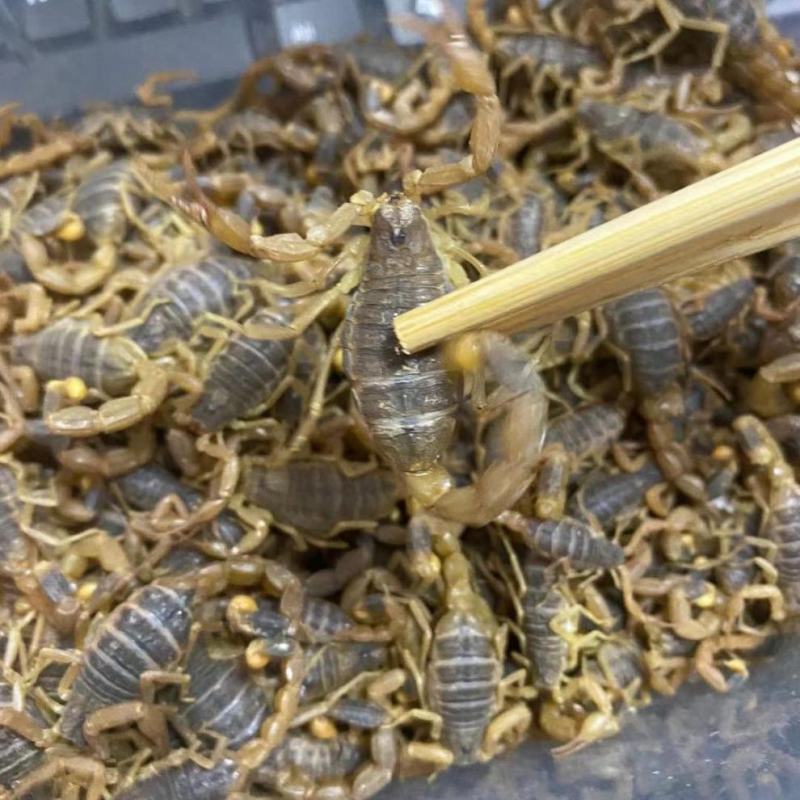 【优选】洛阳母蝎子苗孕蝎工厂货源直发成活率高价格可谈