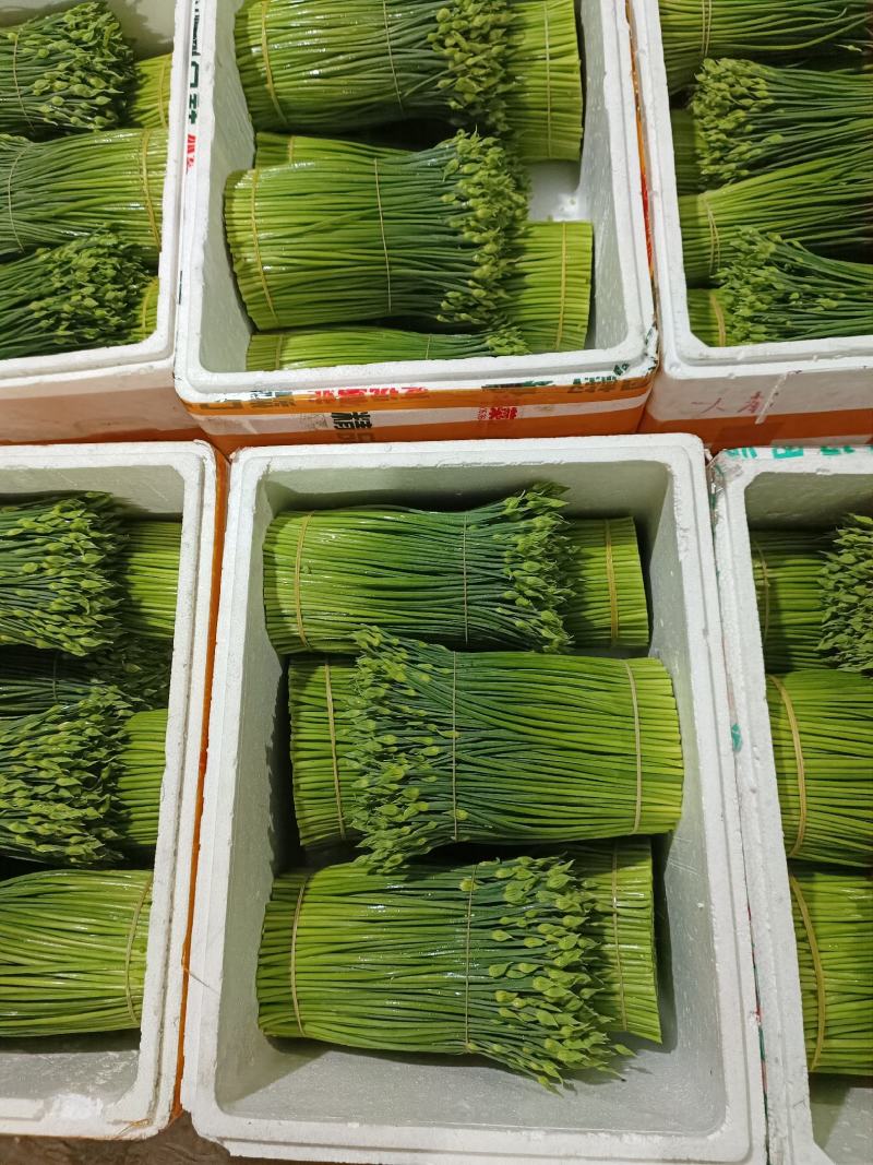 【量大从优】韭苔佛山韭苔大量供应可视频看货