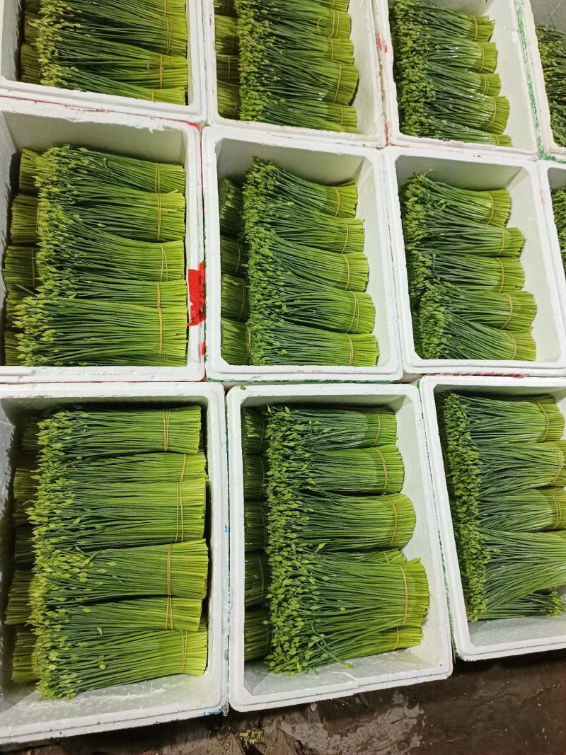 【量大从优】韭苔佛山韭苔大量供应可视频看货
