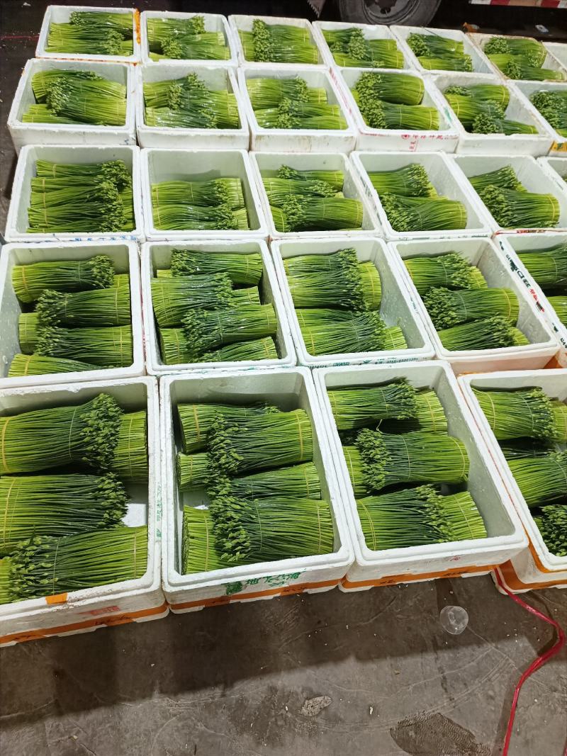 【量大从优】韭苔佛山韭苔大量供应可视频看货