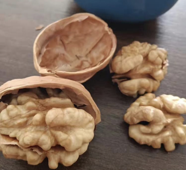 高清特写展示一颗完整去壳的纸皮核桃,果仁饱满,壳体薄如纸张 纸皮核桃特写