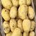 希森土豆，V7，荷兰黄心土豆各种品质规格齐全
