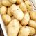 希森土豆，V7，荷兰黄心土豆各种品质规格齐全