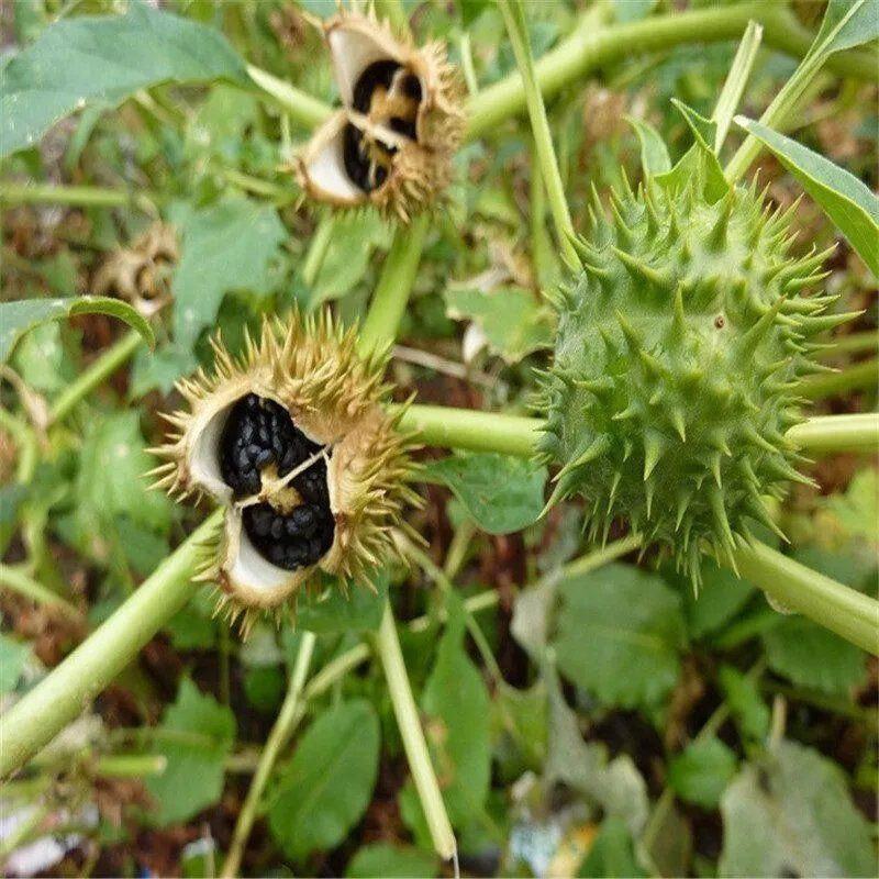 中药材曼陀罗籽醉葡萄天茄子胡茄子风茄果中药籽包邮