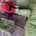 豆角今天价格2块左右