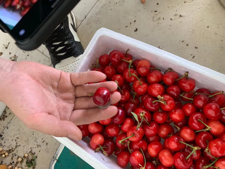 一名科研人员正在使用分光光度计检测樱桃提取液中的花青素浓度,桌上摆放着不同产地樱桃样品试管,标签注明‘美早’‘Bing’‘Lapins’,体现专业营养分析过程 实验室检测花青素含量场景