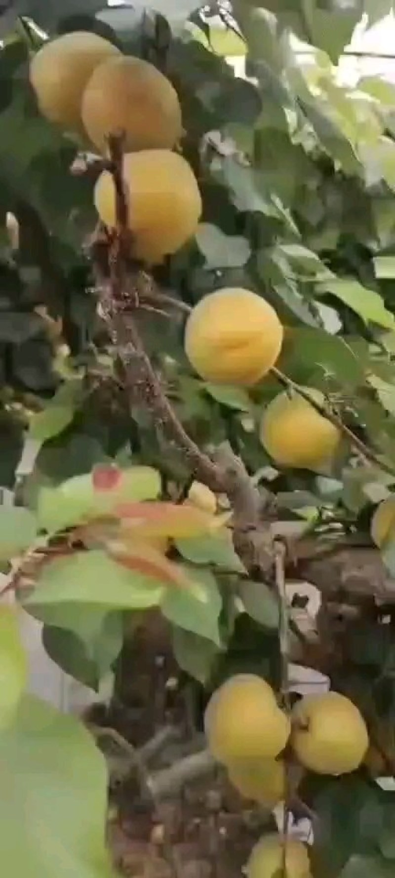 陕西大荔大黄杏大量上市中，支持电商，一件代发，有需要的联