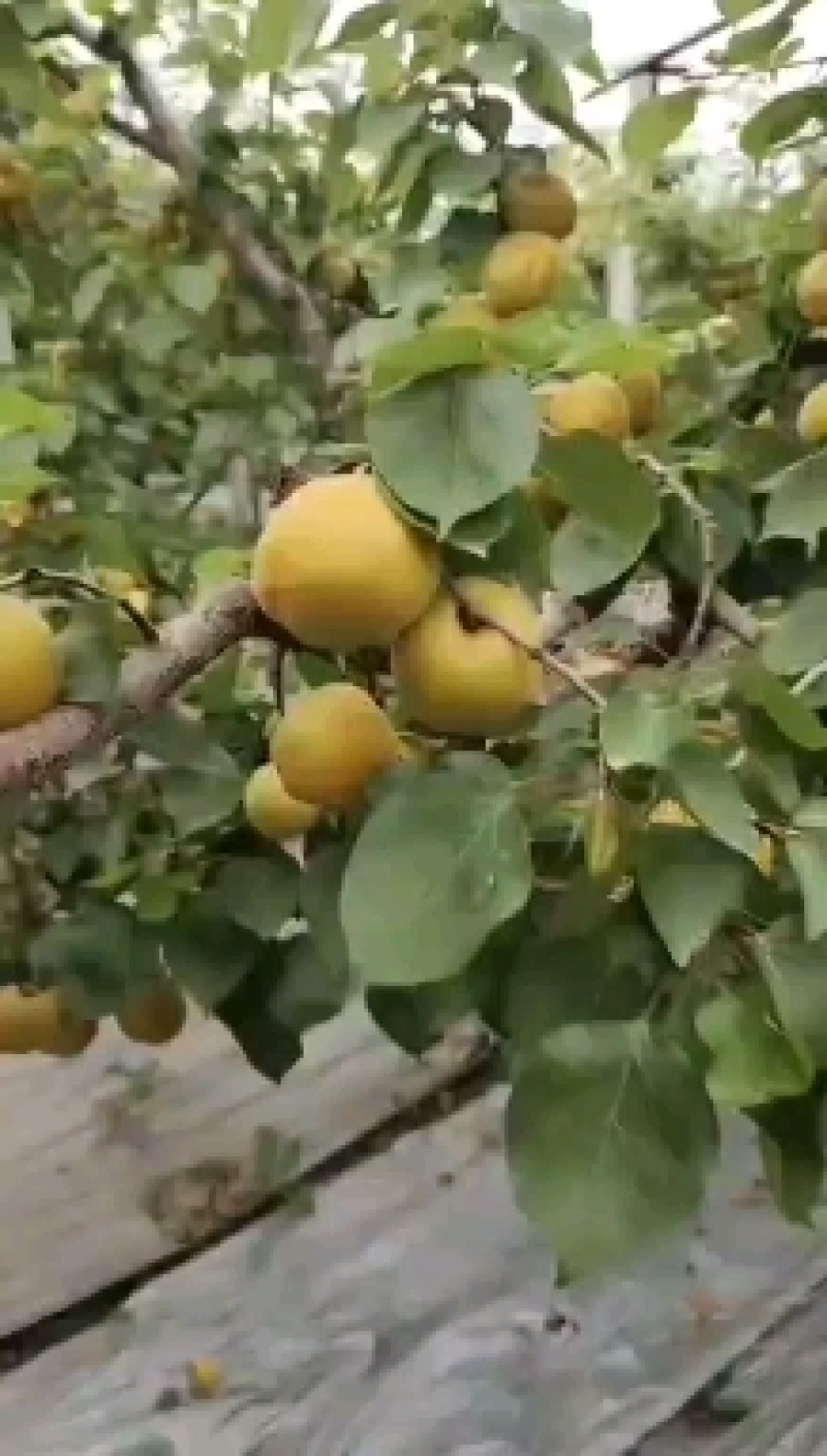 陕西大荔大黄杏大量上市中，支持电商，一件代发，有需要的联